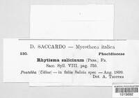 Rhytisma salicinum image